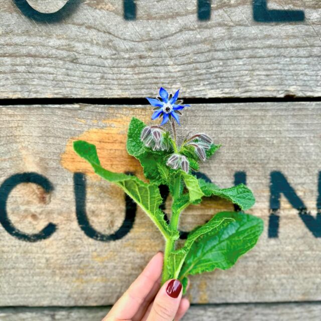 La borragine è una pianta di specie annuale, inizia a fiorire a maggio. È caratterizzata da un fuso di grandi dimensioni e foglie ovali rivestite di una fitta peluria, i suoi fiori si vestono di un colore che non ha eguali che ricorda il blu di Savoia e l’indaco.

Un tempo era usata a scopo terapeutico per trattare le affezioni bronchiali, la tosse e il catarro, ma anche a scopo depurativo perché stimolava la diuresi e la sudorazione.

Oggi è usata per lo più in cucina, il suo fiore per il colore luminoso e raro,  è uno dei più amati dagli chef 💜

#borragine #tips #orto #fiori #mirano #horteria